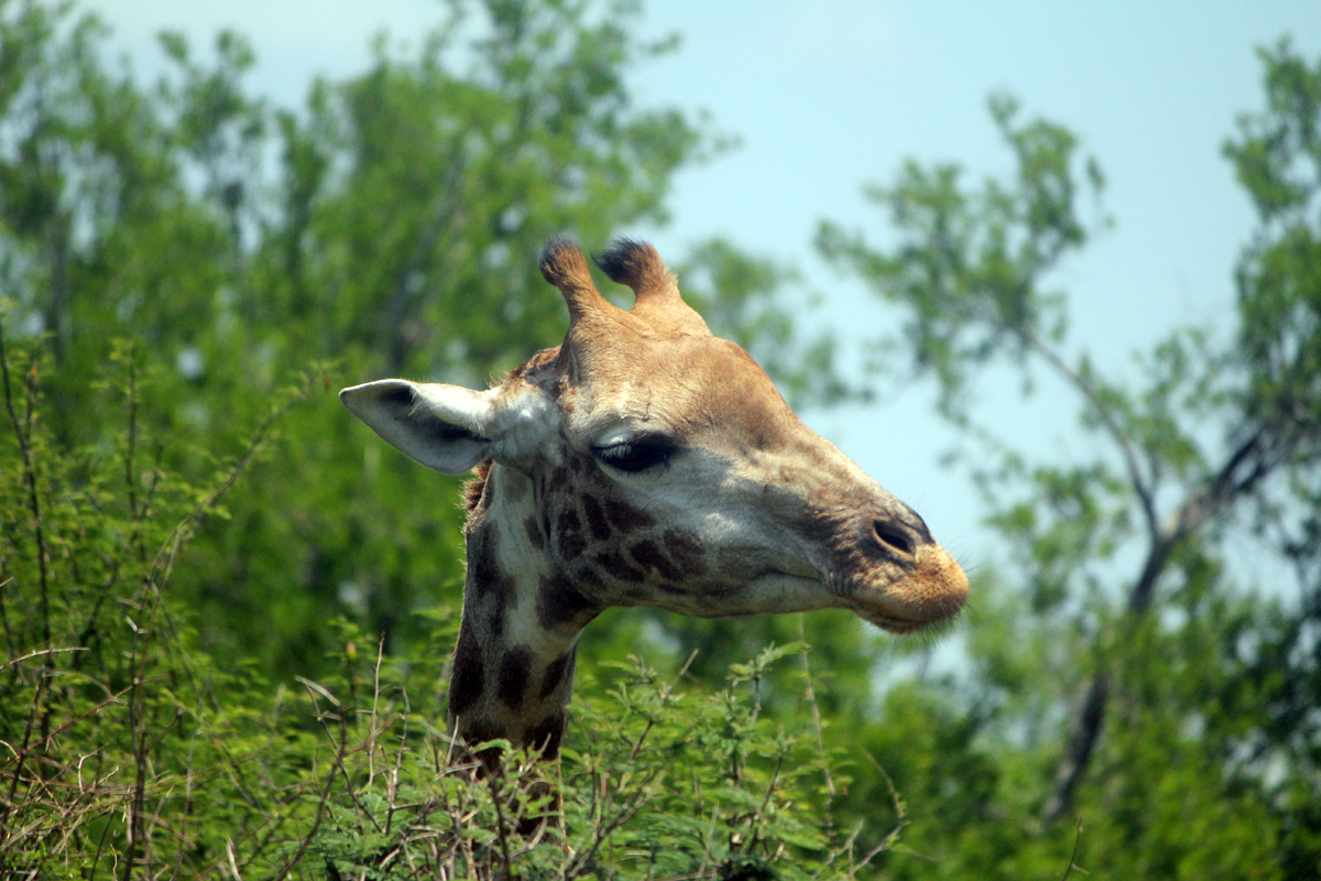 Tête de girafe