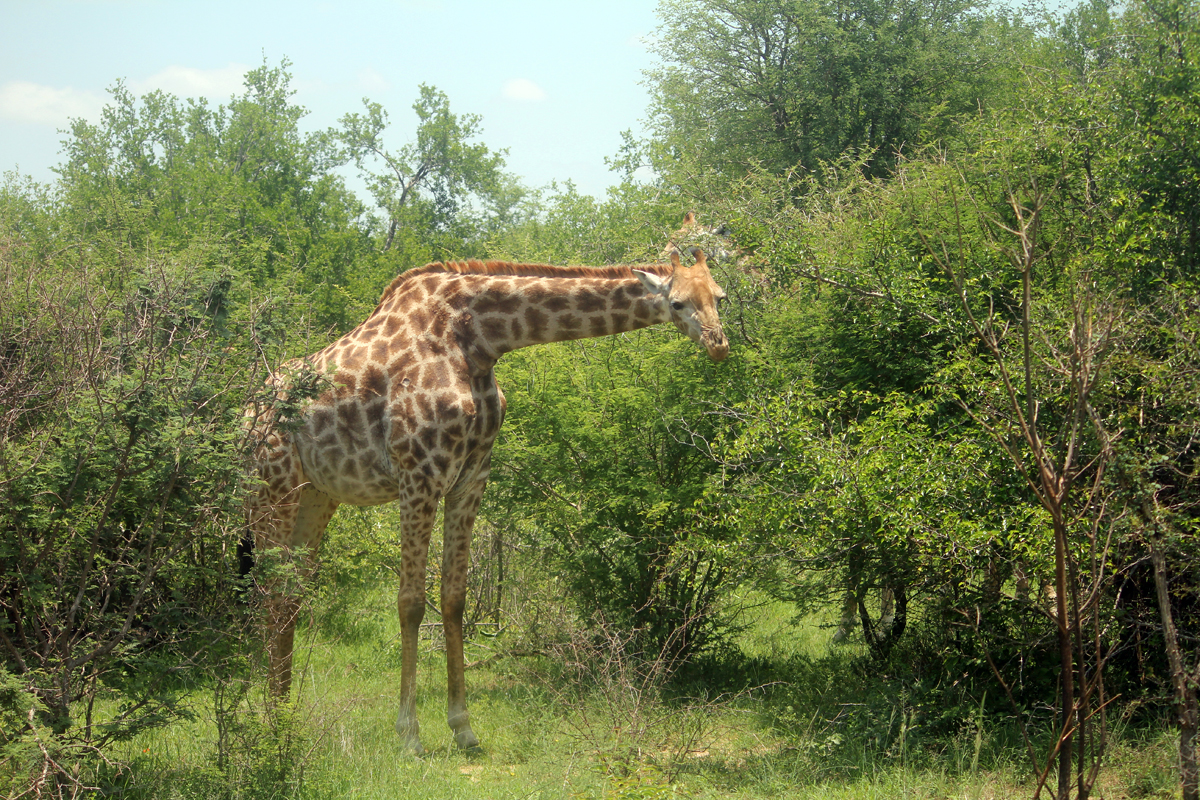 Parc de Kruger, girafe
