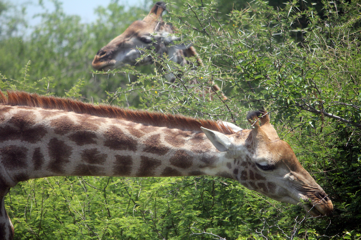 Parc de Kruger, girafes