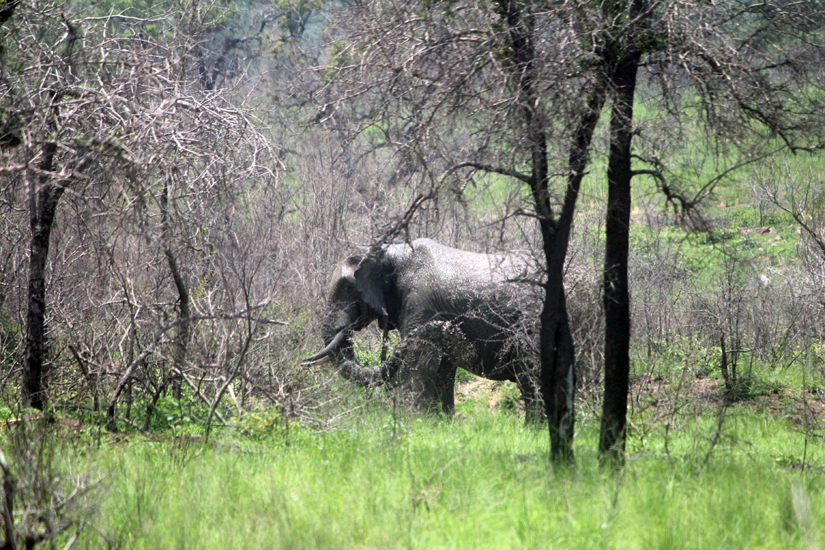 Eléphant, Afrique du Sud