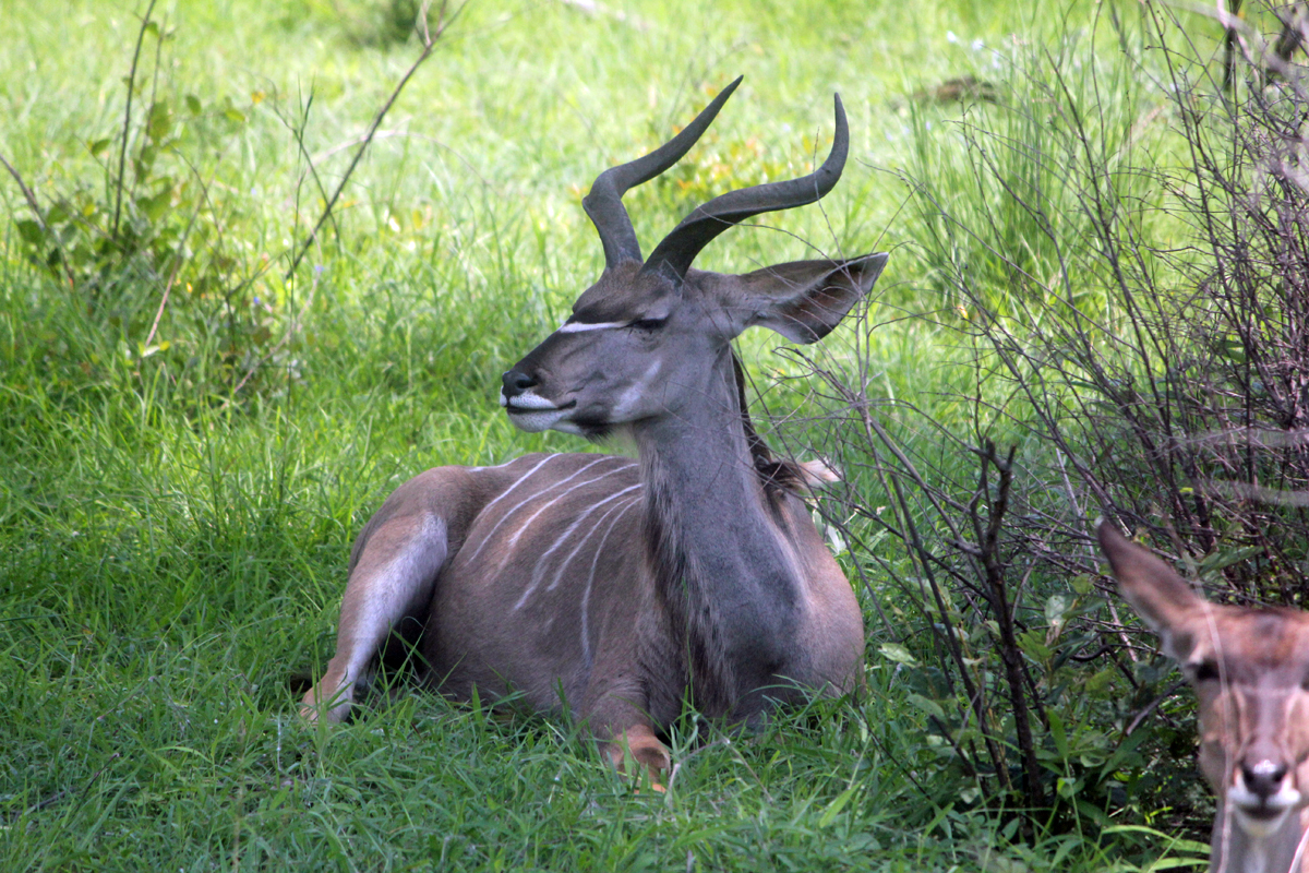 Elands du Cap, Afrique du Sud