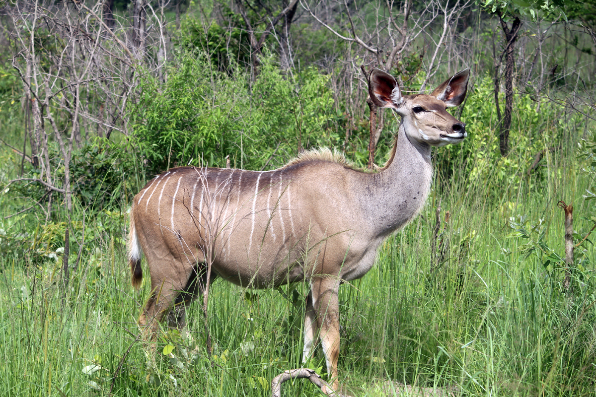 Elands du Cap, femelle