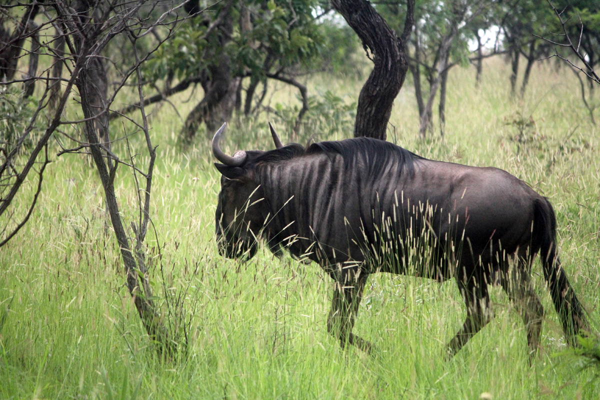 Gnou, parc Kruger