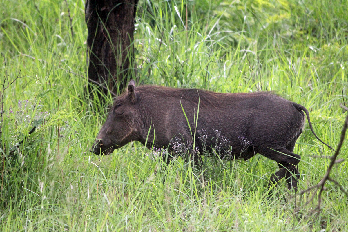 Phacochère, parc Kruger