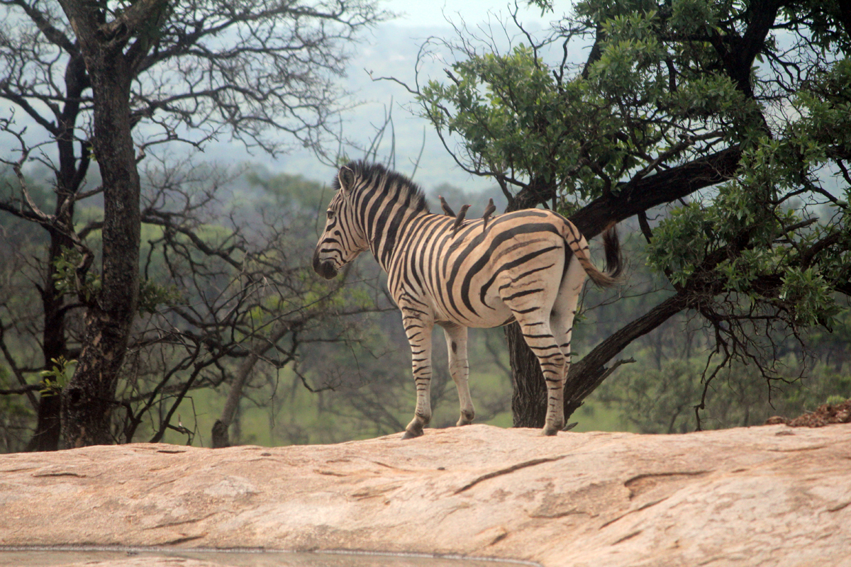 Zèbre, parc Kruger