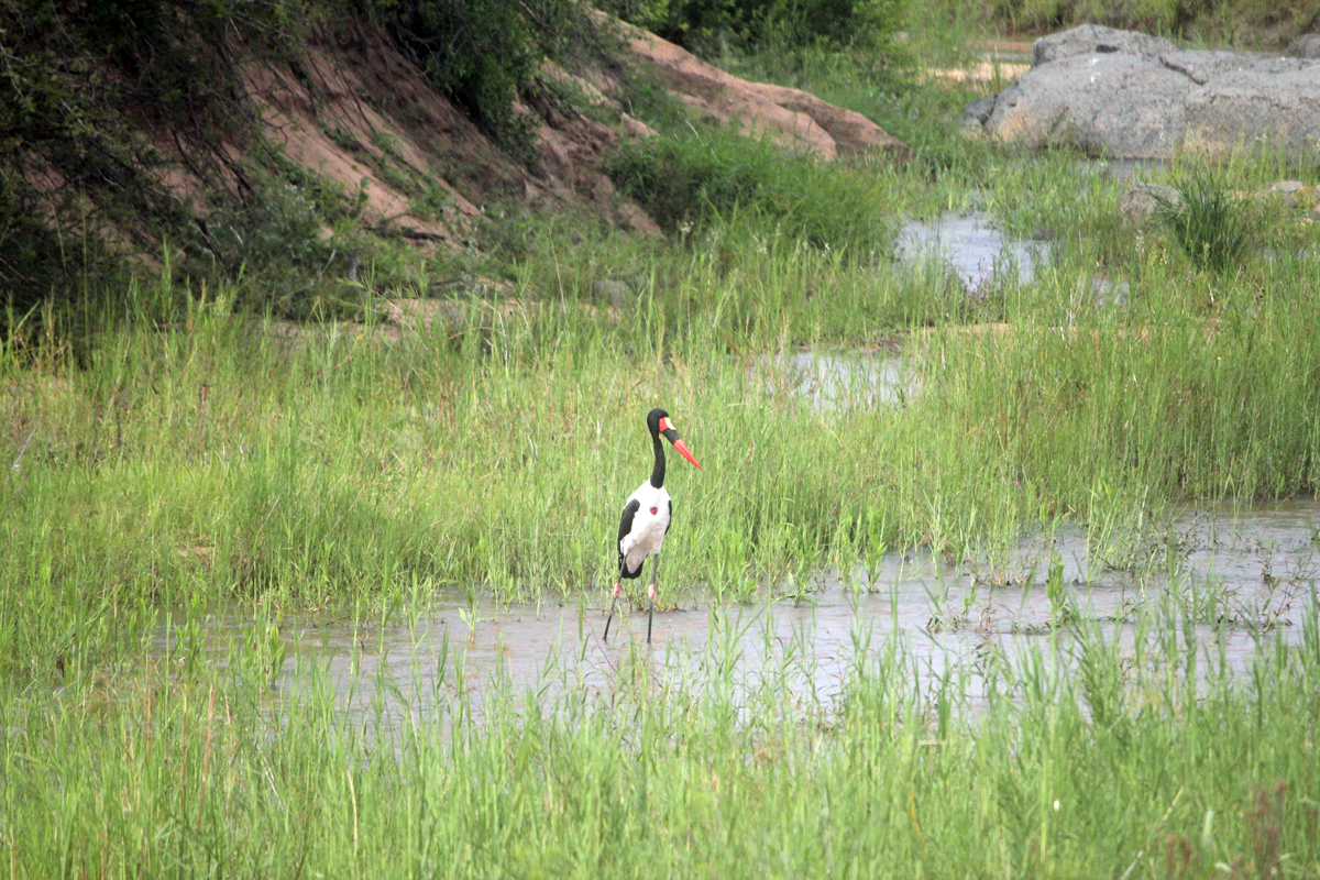 Jabiru, parc Kruger