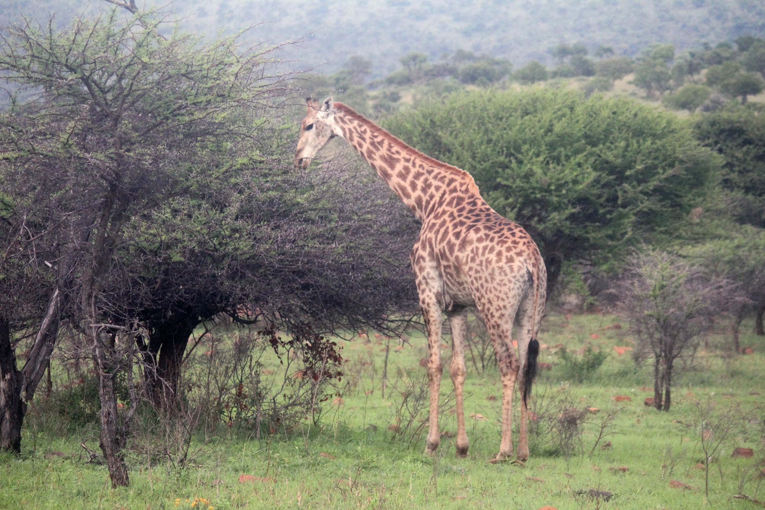 Hannah Lodge, girafe