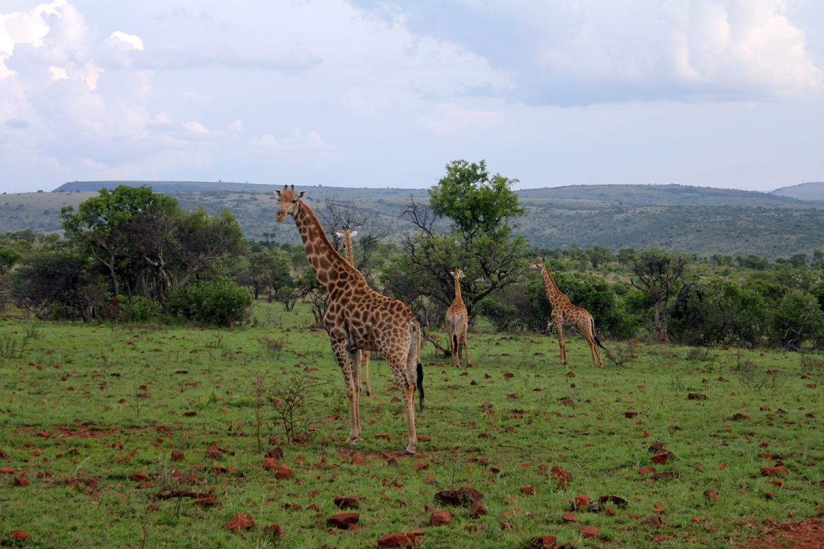 Hannah Lodge, girafes