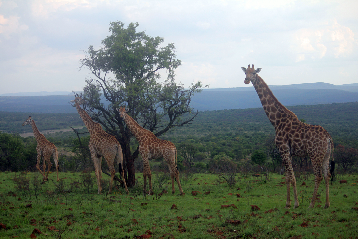 Hannah Lodge, girafes, Afrique du Sud