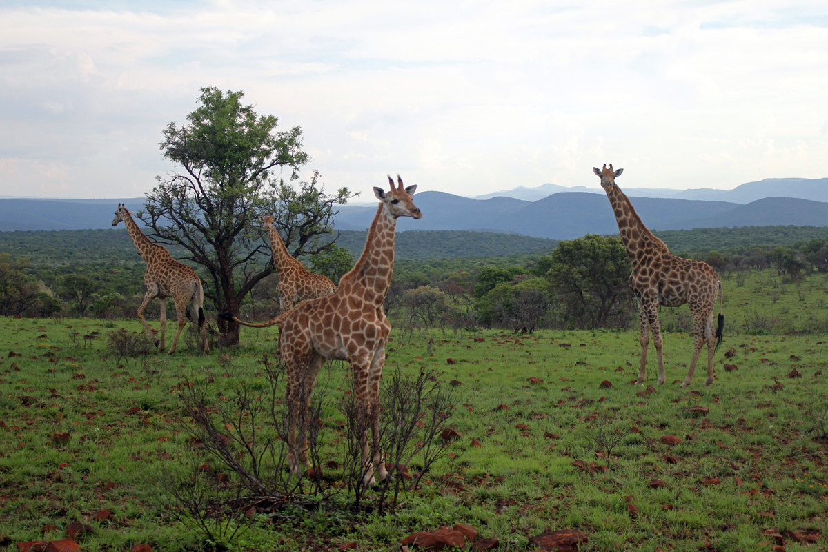 Hannah Lodge, girafes, paysage