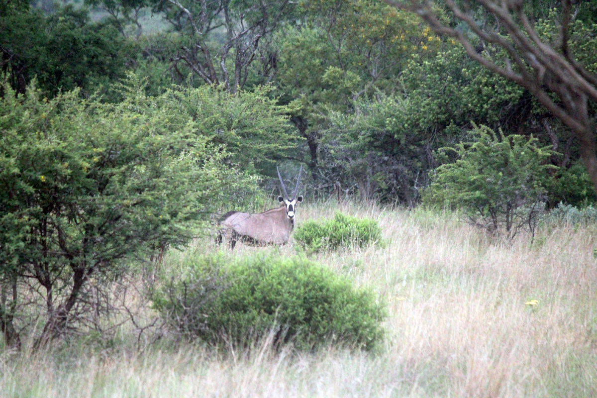Hannah Lodge, oryx, Afrique du Sud