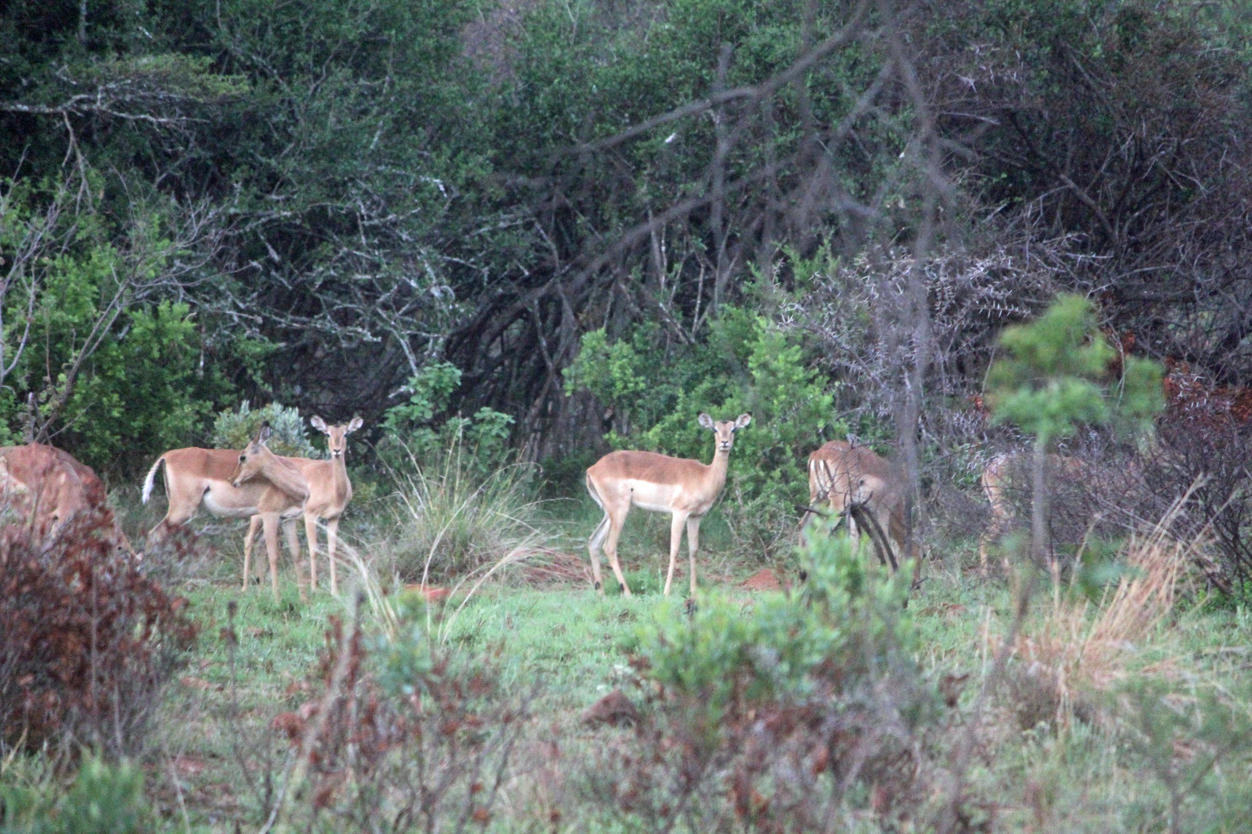 Hannah Lodge, impalas, Afrique du Sud
