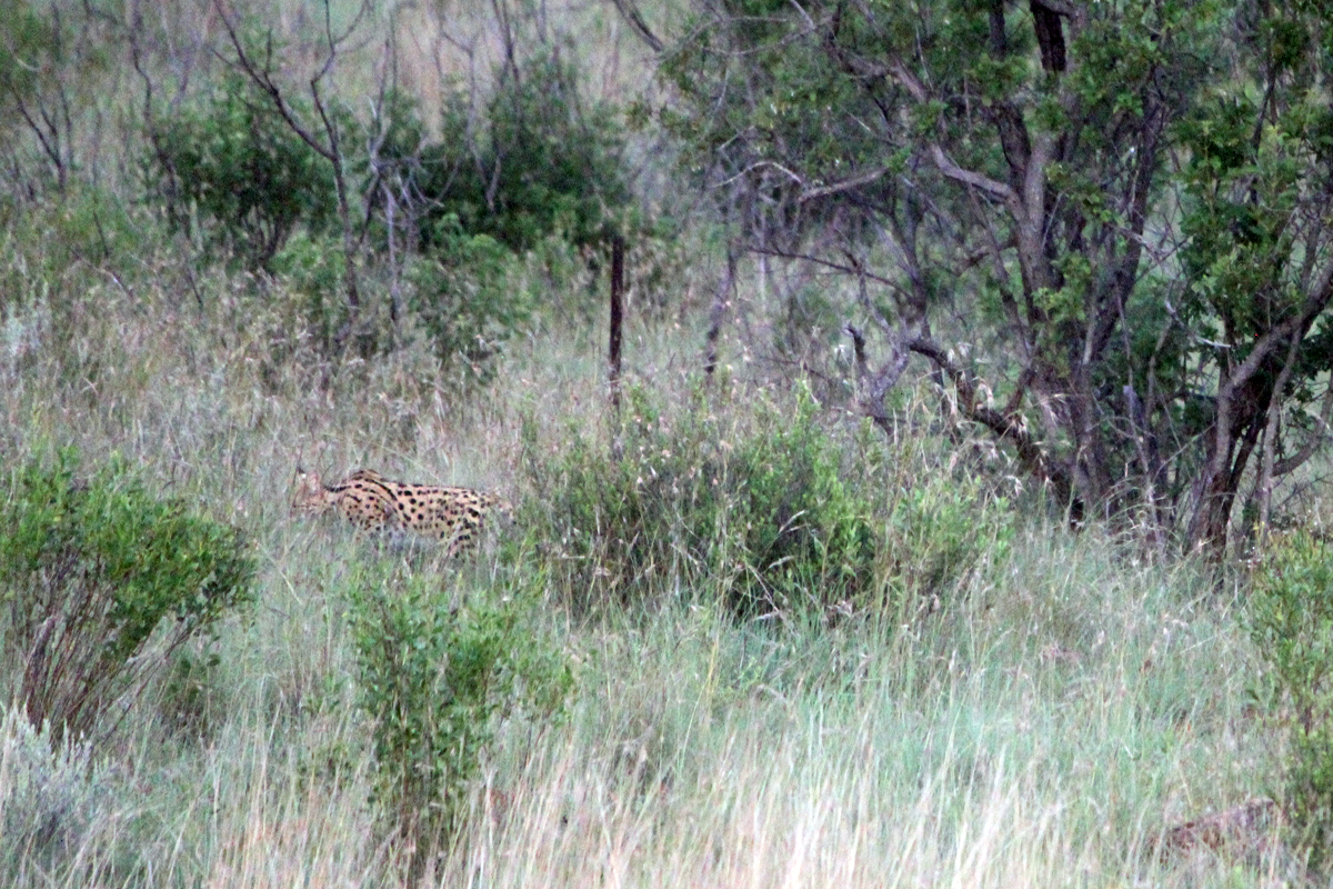 Hannah Lodge, serval