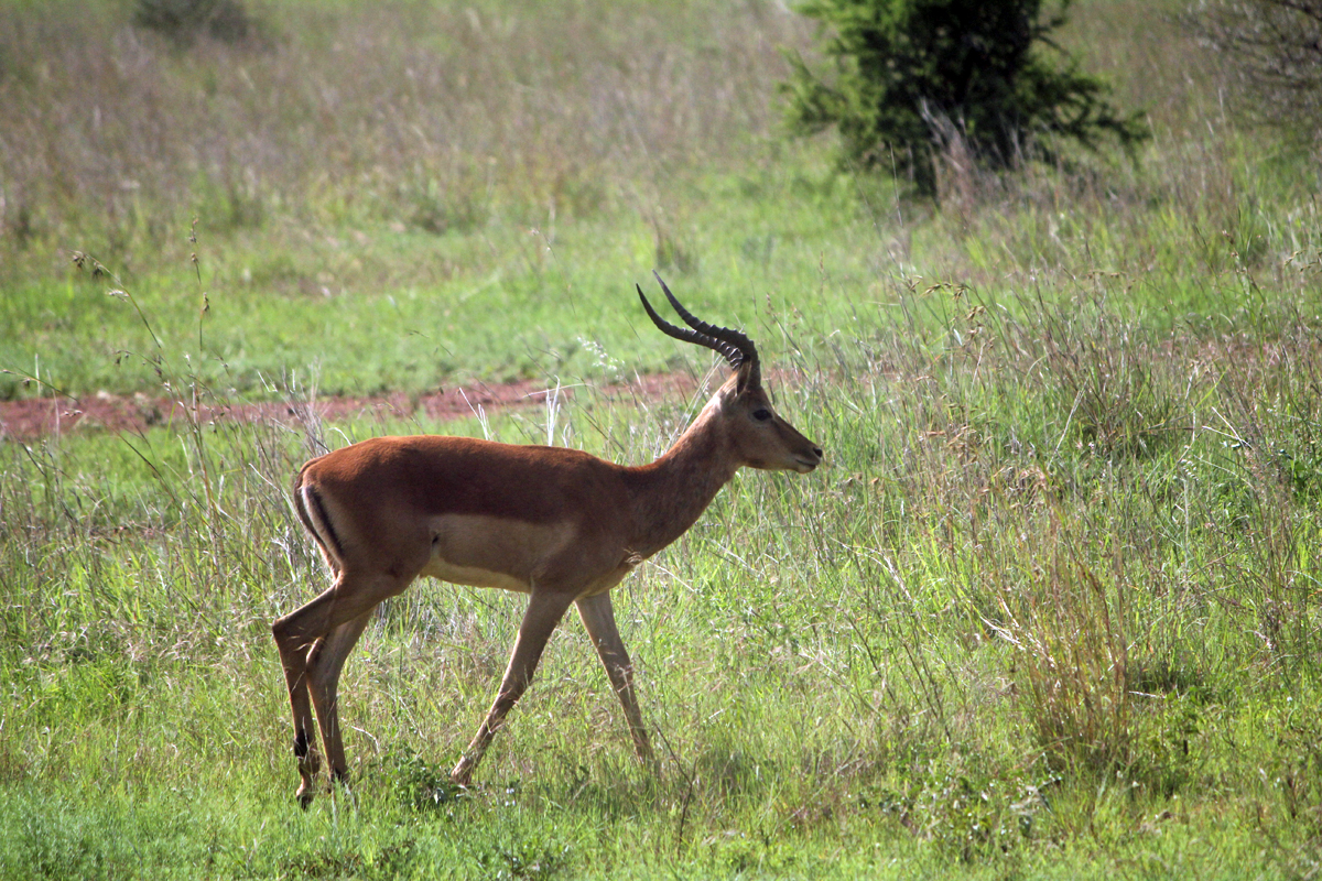 Hannah Lodge, impala, Afrique du Sud