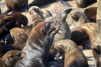 Observation des otaries &agrave; Duiker