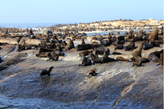 Otaries de Duiker Island