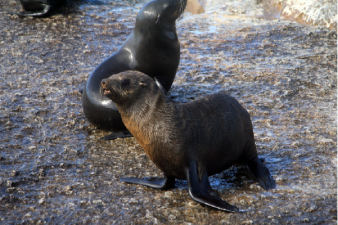 Otaries &agrave; fourrure de Duiker