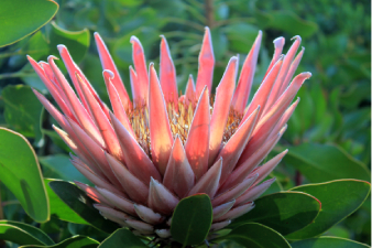 Protea d'Afrique du Sud
