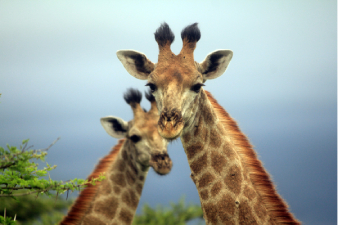 Girafes