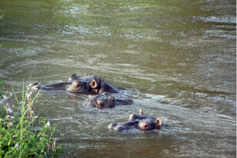 Hippopotame africain
