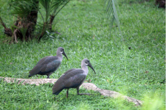 Ibis hagedash