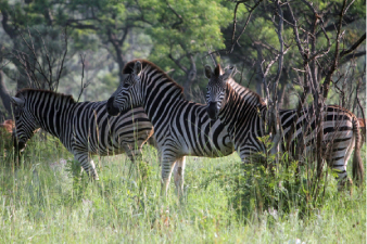 Z&egrave;bre du parc Kruger