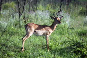 Impala du parc Kruger