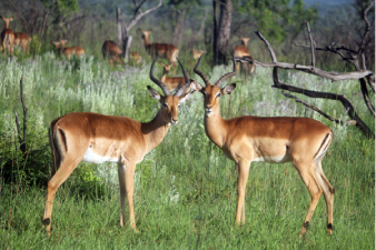 Sens de l'impala