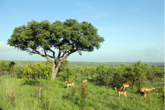 Plaine du parc Kruger
