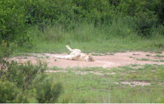 Lionne &agrave; Kruger