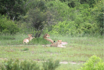 Lionnes en groupe