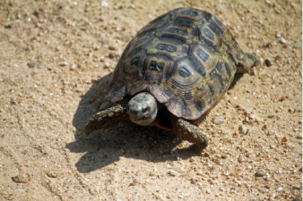 Tortues &agrave; Kruger