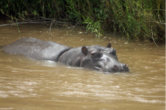 Les repas de l'hippopotame