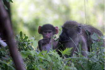 B&eacute;b&eacute; babouin en groupe