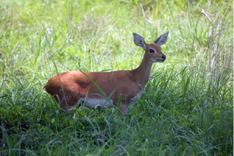 Steenbok du Kruger