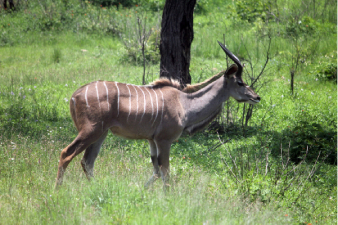 Eland m&acirc;le
