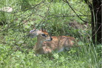 Steenbok au cr&eacute;puscule