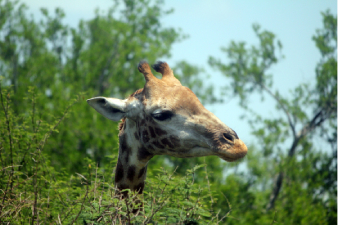 Les ossic&ocirc;nes de la girafe