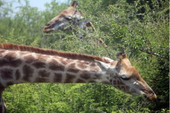Majestueuses girafes