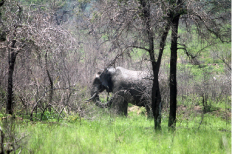 &Eacute;l&eacute;phant et sa trompe
