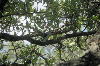 Martin-chasseur des mangroves