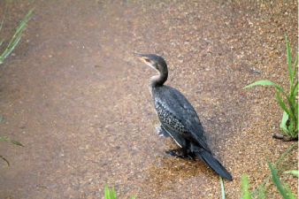 Cormoran africain