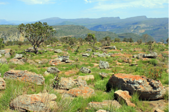 Mosa&iuml;que v&eacute;g&eacute;tale de la Blyde River
