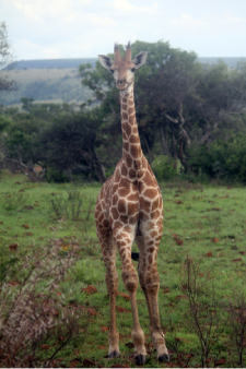 Jeune girafe &agrave; l'amble