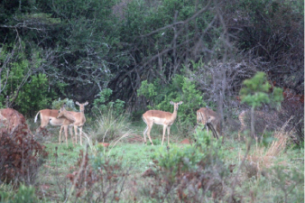 Impalas champions du saut