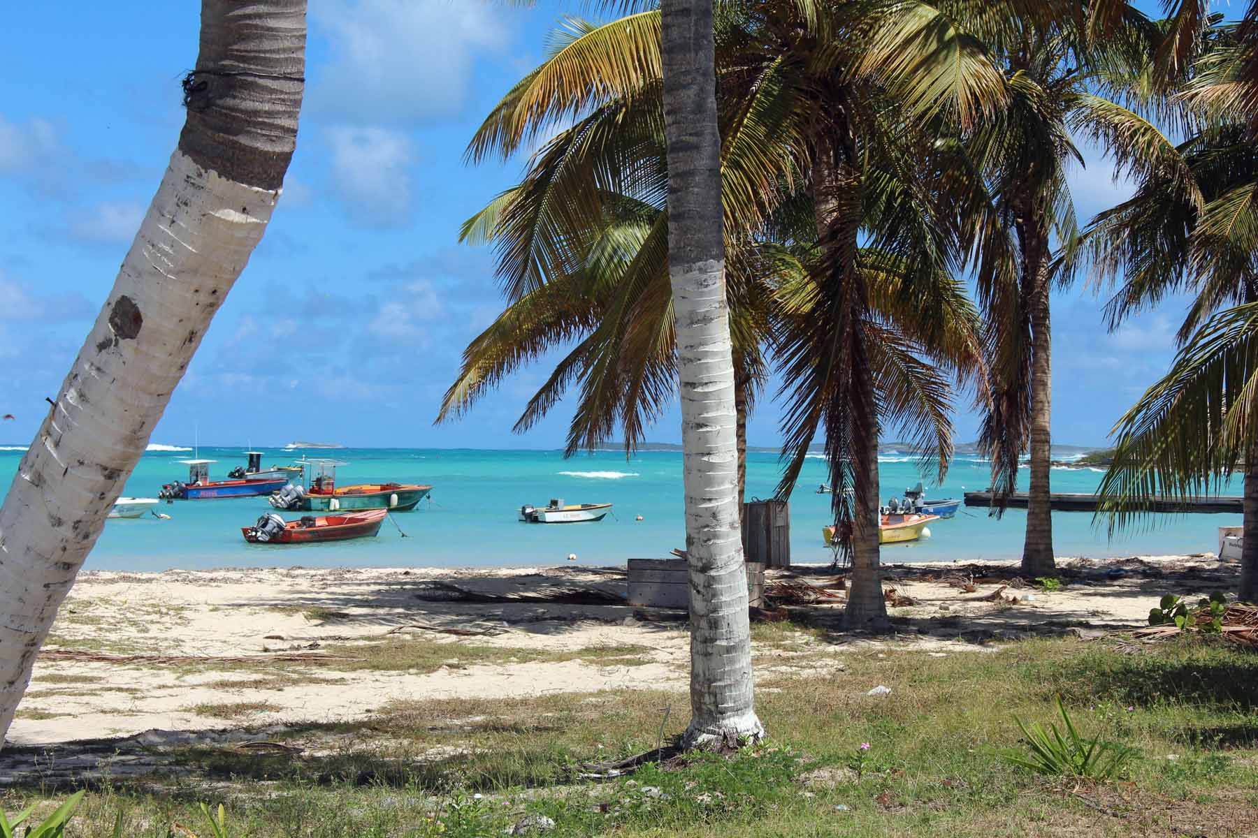 Ile d'Anguilla, Island Harbour, cocotiers