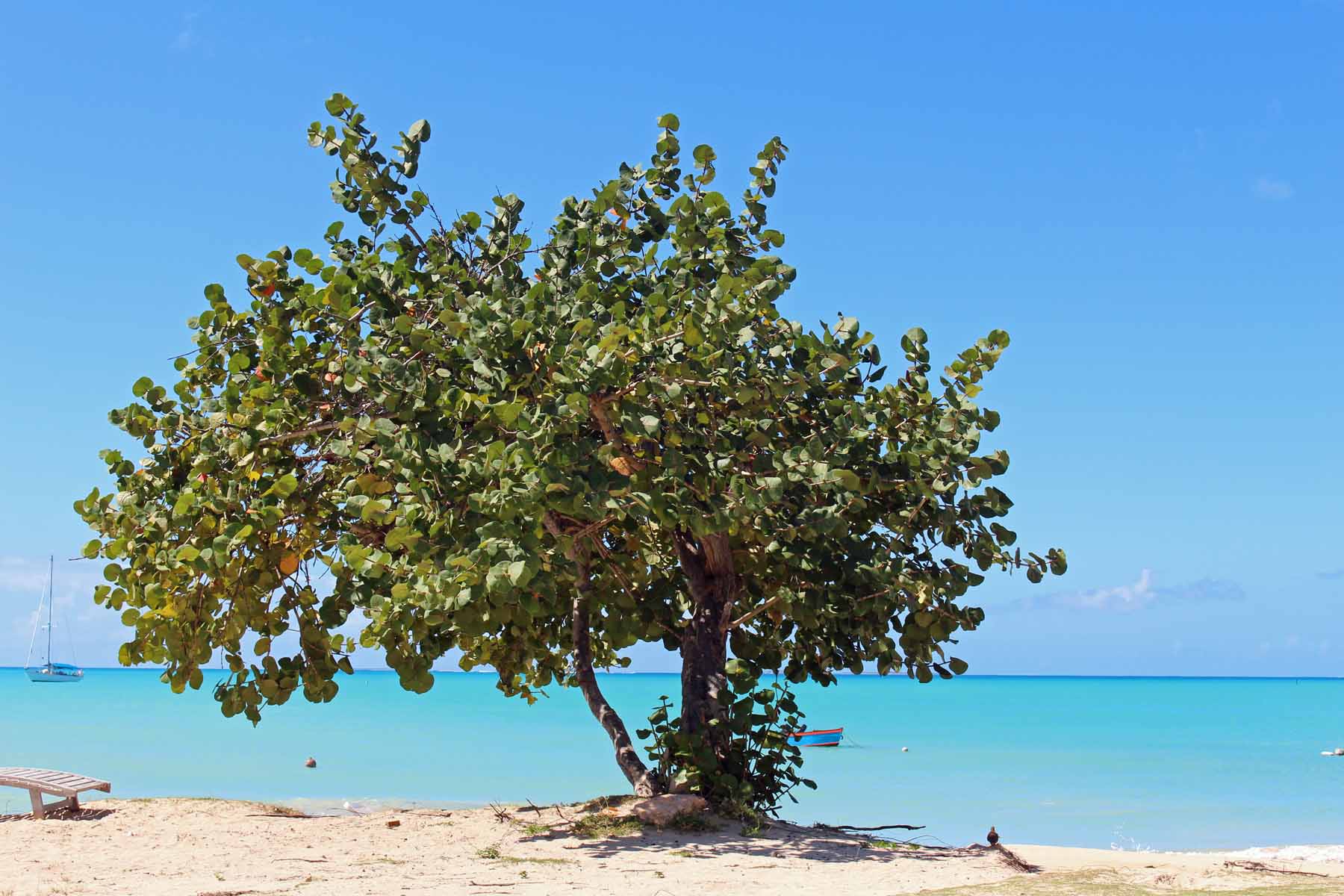 Ile d'Anguilla, Sandy Ground, raisinier