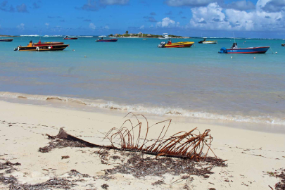Plage d'Island Harbour