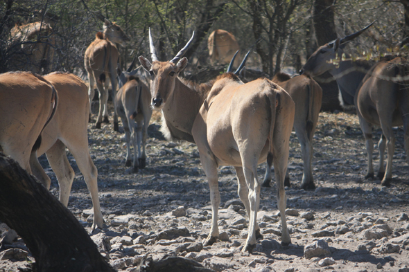 Elands du Cap, Kalahari