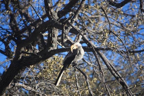 Calao leucomèle, Kalahari